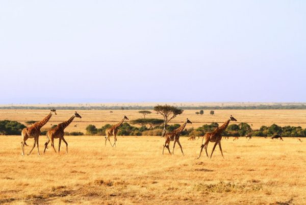 Safari Adventures in Africa - Maasai Mara Kenya Safari to Watch Great Journey of Animals