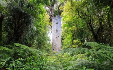 Tourist Adventures in The World - Waipoua Forest in New Zealand is One of Earth’s Oldest Forests