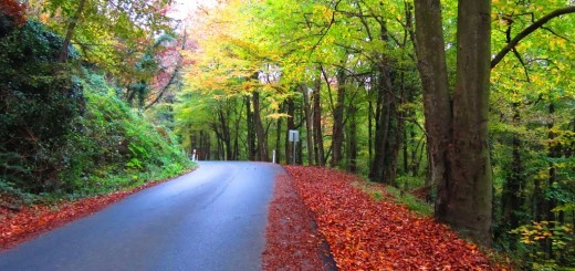 Turkey Travel Guide - Belgrad Forest Offers Jogging Pathways And Picnic Sections