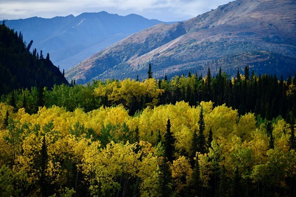 Denali National Park and Preserve is Located in Alaska USA With Unique Wildlife and Scenery 