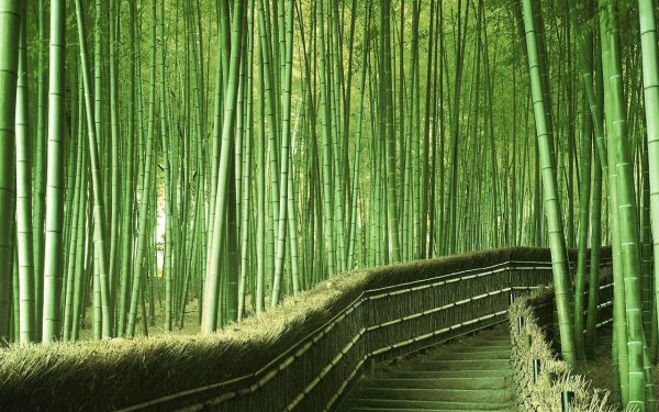 Asia Travel Tips - Sagano Bamboo Forest is Located in The Western Side of Kyoto