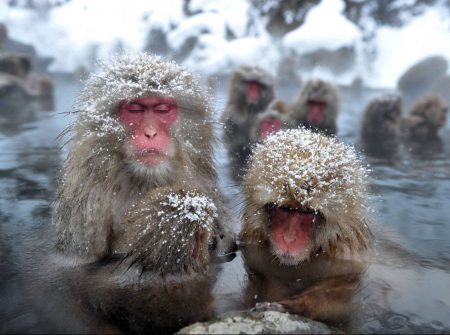 Winter in Japan - Jigokudani Monkey Snow Park is Part of The Joshin’etsukogen National Park