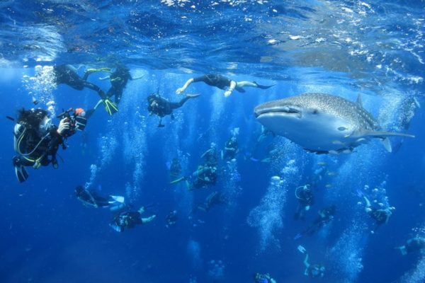 Top Locations for Snorkeling in Australia - Busselton Jetty is The Longest Wooden Jetty in The World