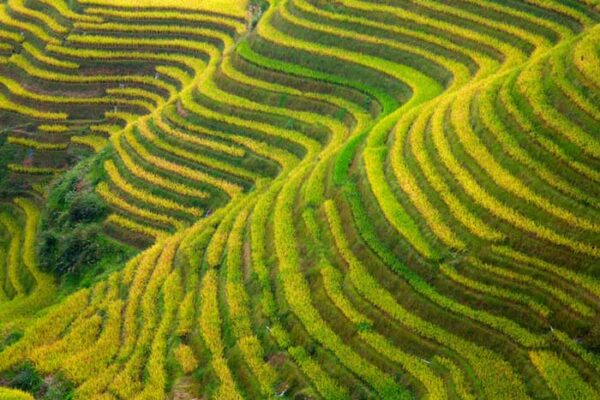 Asia Travel Tips - Longji Rice Terraces Are Like A Giant Beautiful Amphitheater