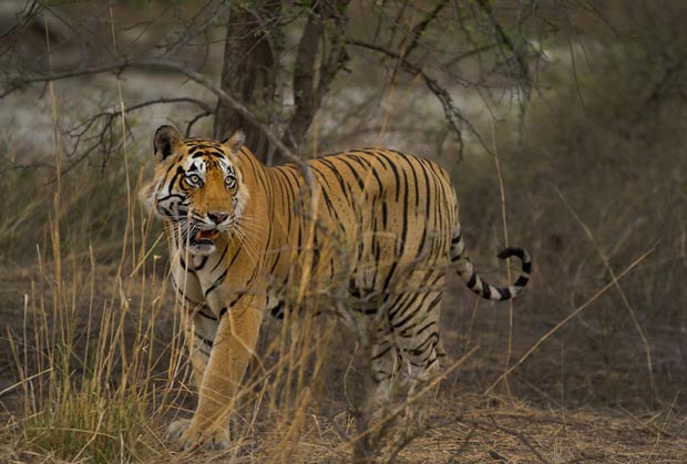 Ranthambore National Park is Where to See Live Tigers - Rajasthan Tourist Places For Travelers