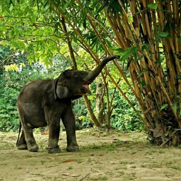 Travel Guide Malaysia - Kuala Gandah National Elephant Conservation Centre