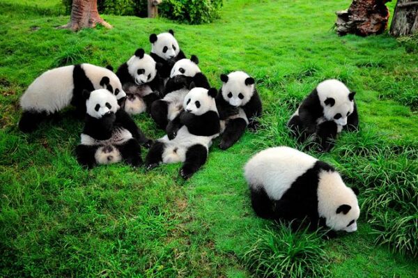 What to Do in China - Panda Sanctuary in China