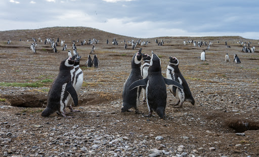 What to Do in Chile - Penguin Island in Chile For Tourists 