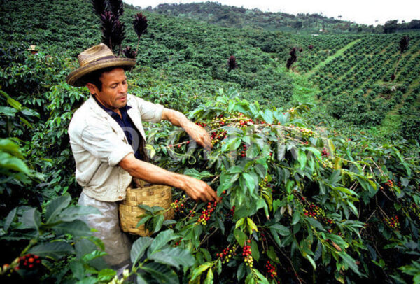 Travel Guide Costa Rica - Coffee Tours to Get Aromatic Coffee Beans