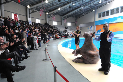 Istanbul Dolphinarium Suitable Place For Seeing Sea life - What To Do in Turkey