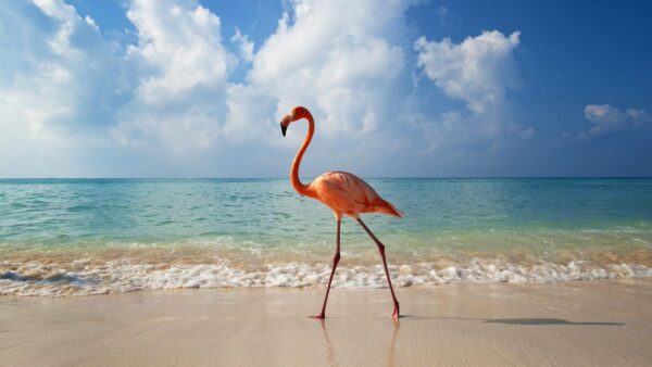 Beautiful Beaches in Cuba - Playa Los Flamencos is A White Sandy Beach And Turquoise Waters