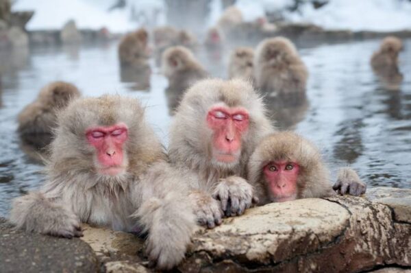 Winter in Japan - Snow Monkey Resort A Sanctuary For Animals