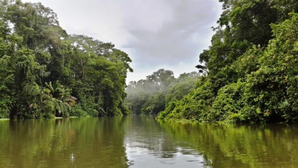 What to Do in Costa Rica - Tortuguero Park With Endangered Green Turtles