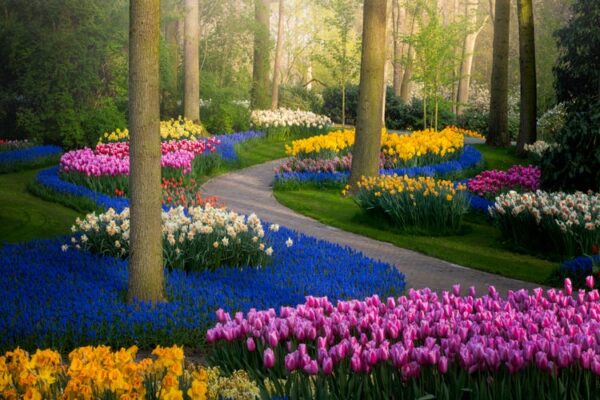 What to Do in Netherlands - Keukenhof A Tulip Garden in Europe And The World