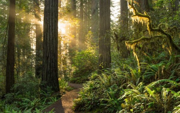What To Do in USA - Redwood National Park Best Place For Camping And Hiking