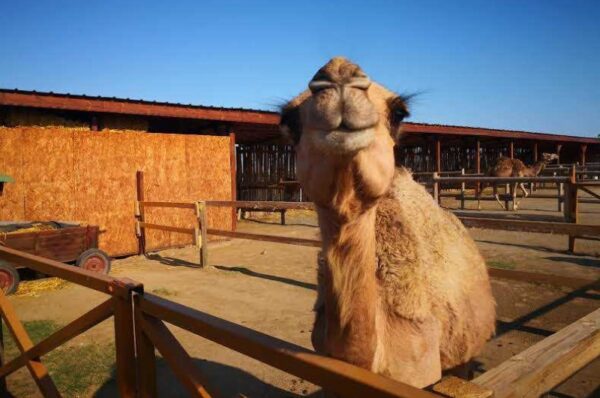 Sunny Beach Bulgaria - Camel Park Sunny Beach Offers Camel Rides And Exotic Bird Park