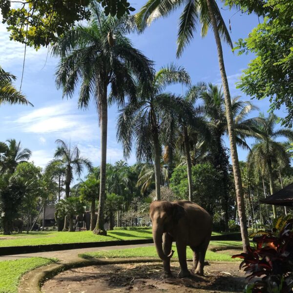 Elephant Safari Park Lodge Bali is in Ubud- Experiencing Indonesian Bali Island As A Bali Tourist 