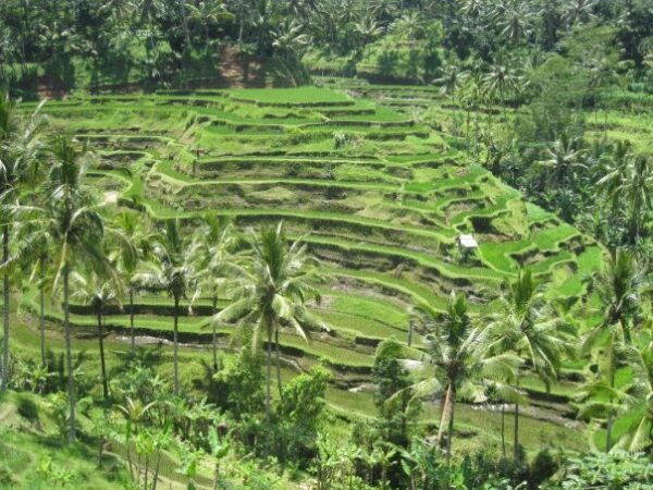 Tegallalang Rice Terrace have Fertile Soil - Experiencing Indonesian Bali Island As A Bali Tourist