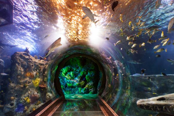 A Guide to Dallas Aquariums - SEA LIFE Grapevine Aquarium is Located At Grapevine Mills Shopping Mall