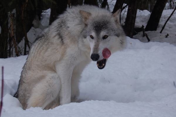 The Kroschel Wildlife Center A Wolf Sanctuary - USA Travel Guide