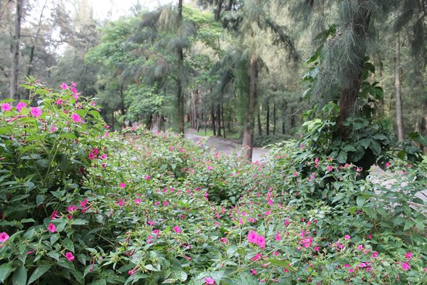 Natural Attractions in Guadalajara - Bosque Los Colomos is a Large Garden Near The City