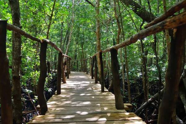 Visit the Jozani Forest and Enjoy the Lush Natural Beauty of Zanzibar and its Local Animals