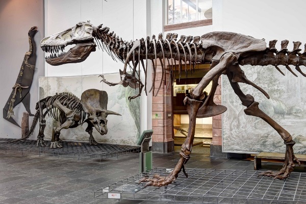 Senckenberg Naturmuseum History Museum Has man Skeletons of Dinasaurs