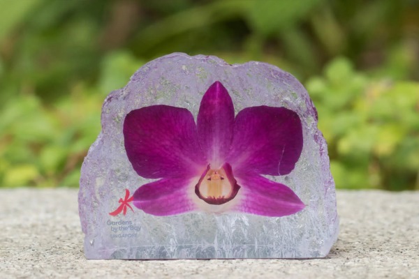 Orchid Flower Creations and Cologne, the Orchid is the Symbol of Singapore