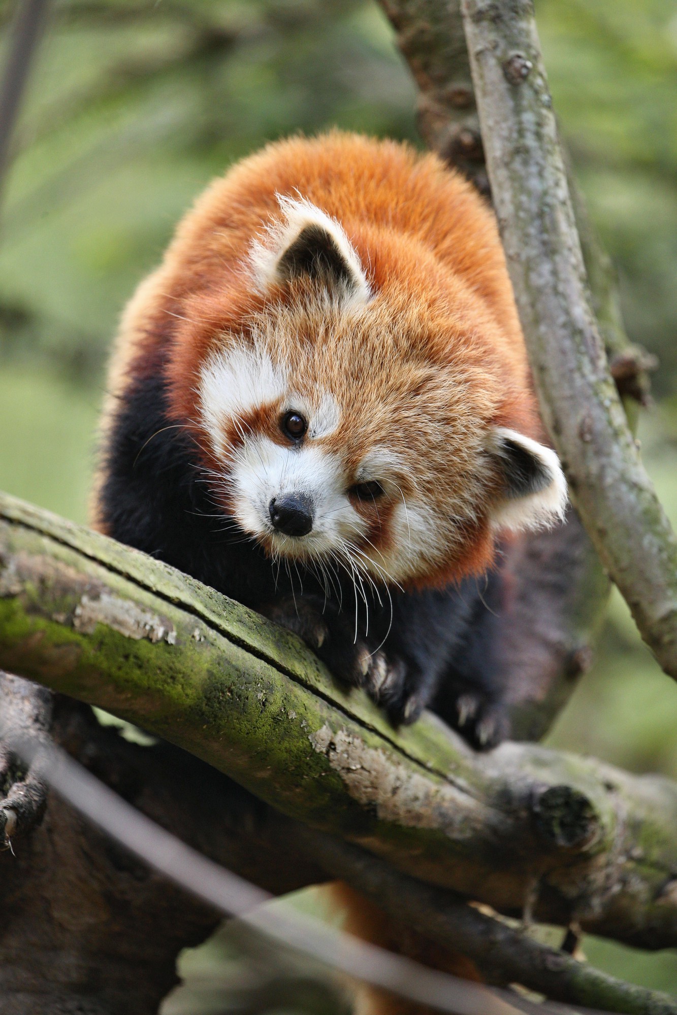 Franklin Park Zoo - Franklin Park has one of the largest zoos in Boston