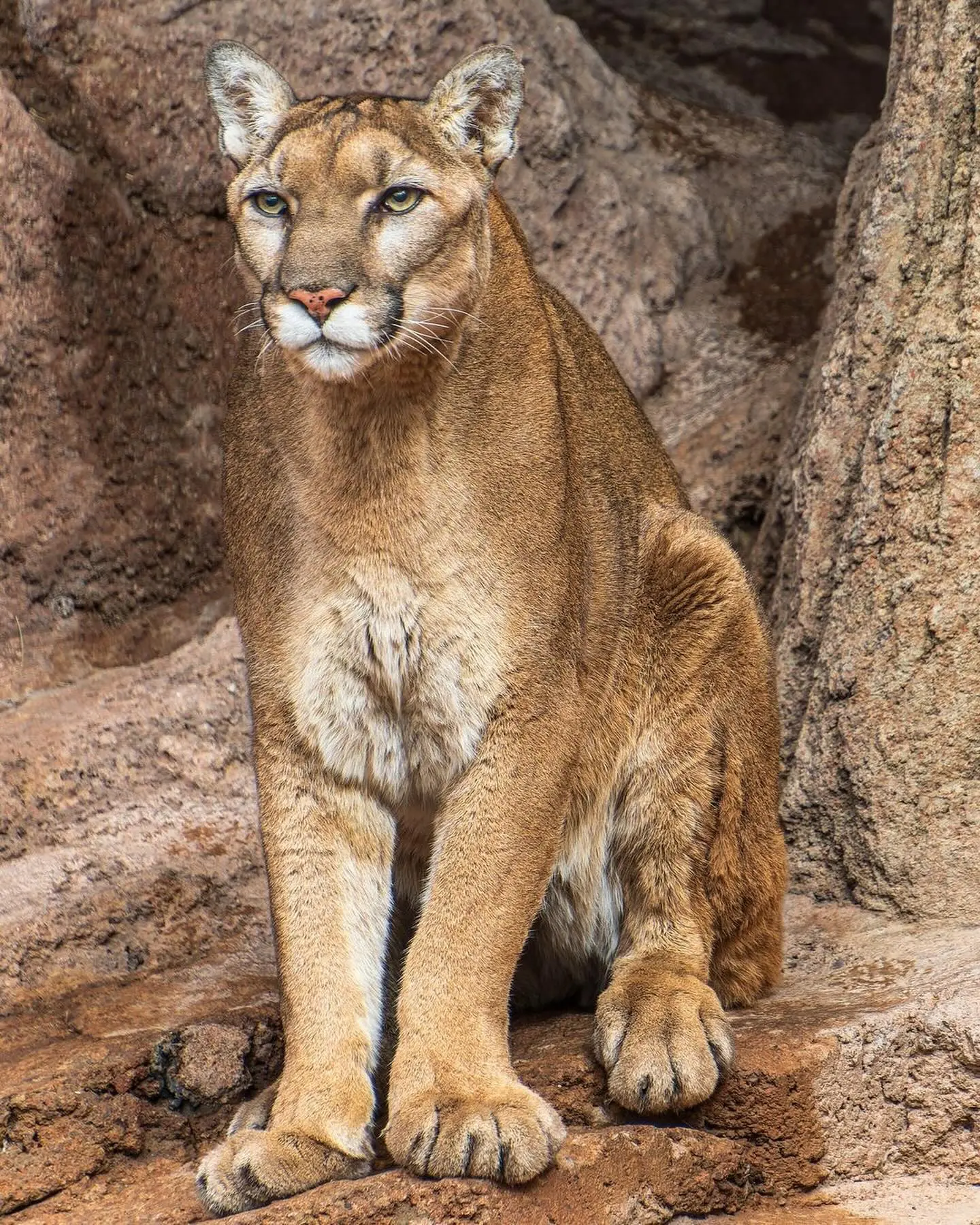 Arizona-Sonora Desert Museum - a truly beautiful attraction with a stunning view of nature