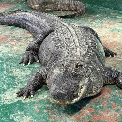 Arkansas Alligator Farm & Petting Zoo - Things to Do in Hot Springs AR with kids and Family