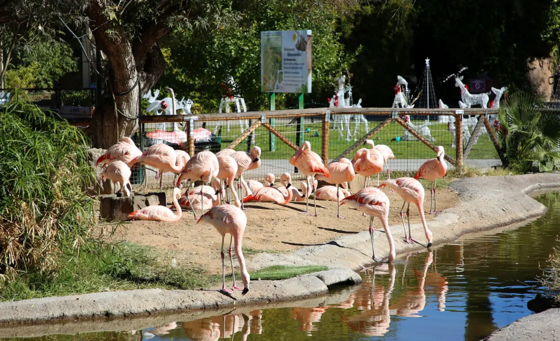 Best Zoos in Tucson -