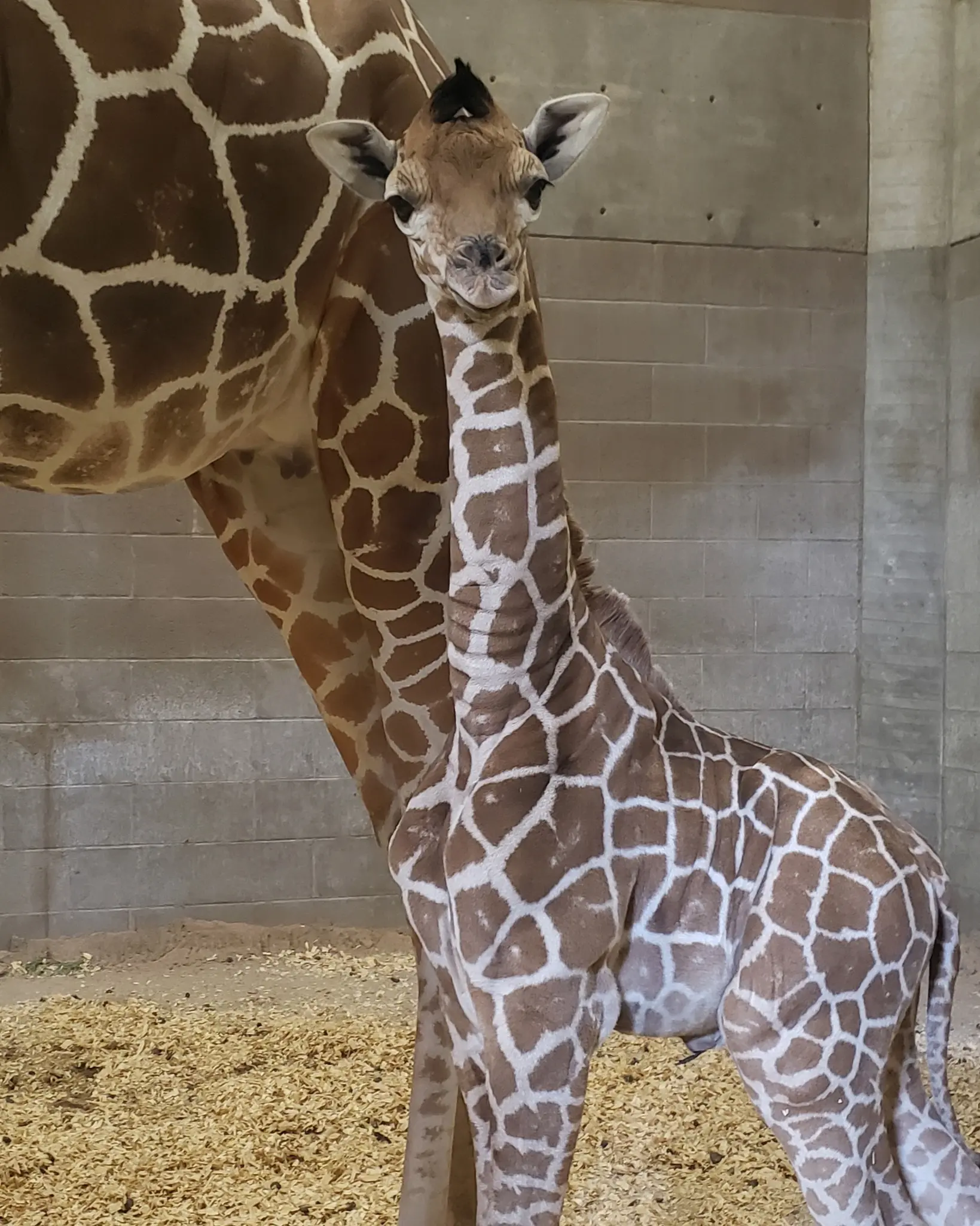 Reid Park zoo - one of the zoos in Tucson located at he largest park in Tucson midtown