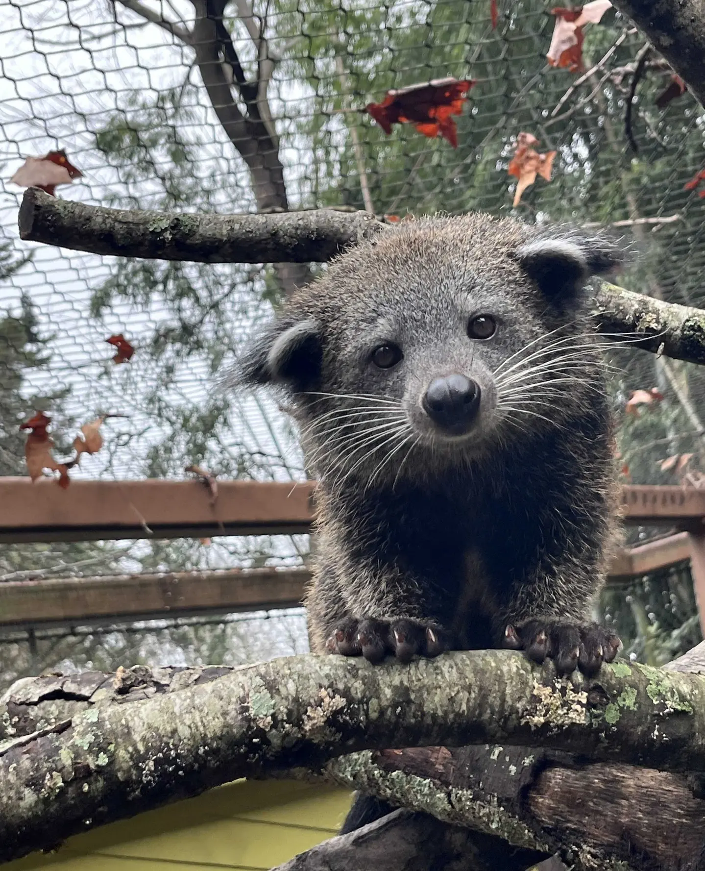 Zoo Atlanta - Animals in a modern habitats